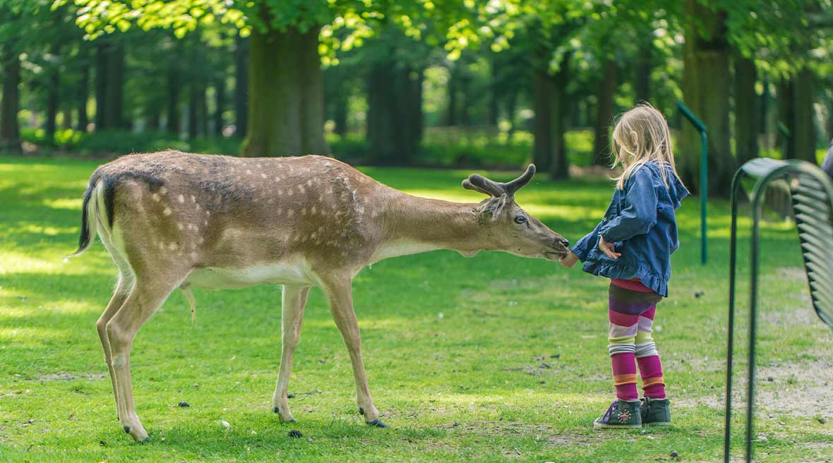 Green field and trees with a little girl feeding a large deer